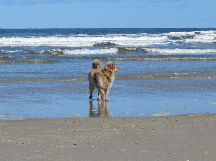 Urlaub mit Hund